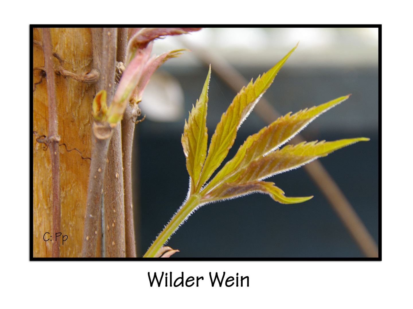 Wilder Wein