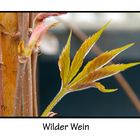 Wilder Wein