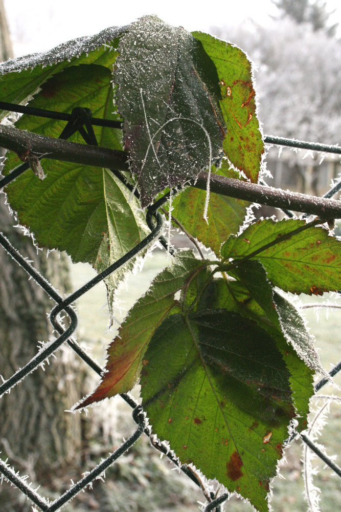 Wilder Wein - gar nicht mehr so wild