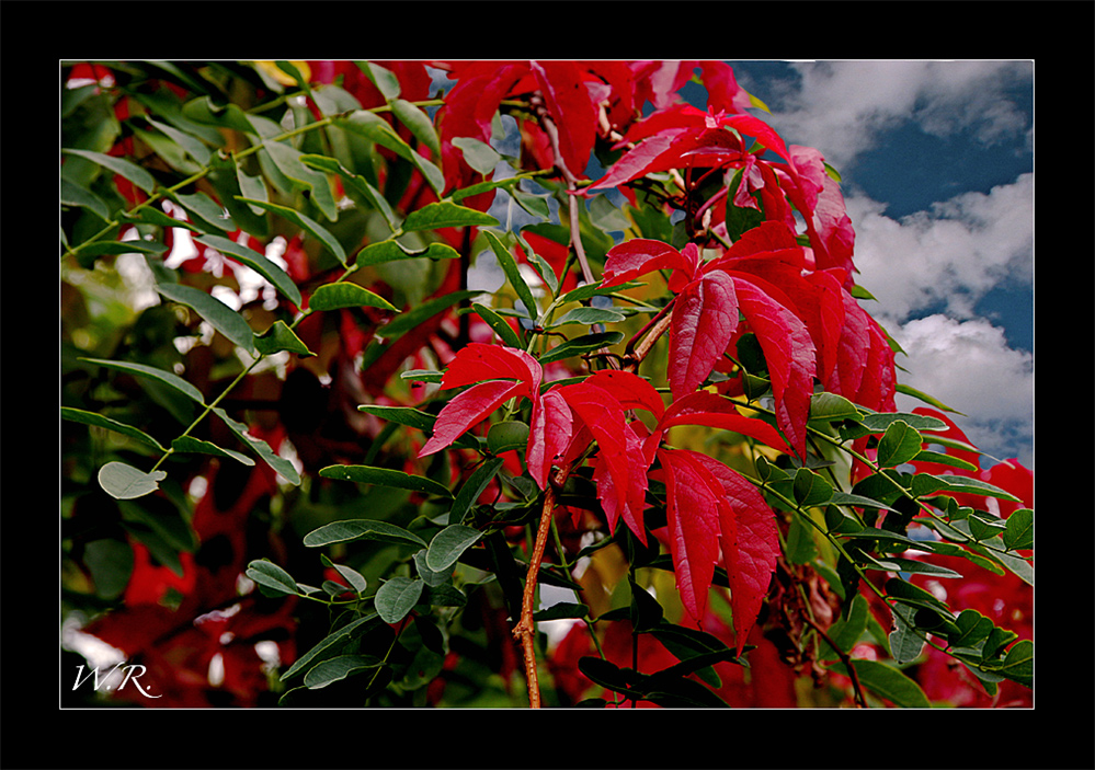 Wilder Wein im Baum...