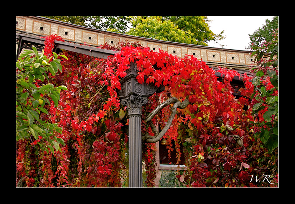 Wilder Wein im Botanischen Garten....