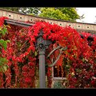 Wilder Wein im Botanischen Garten....