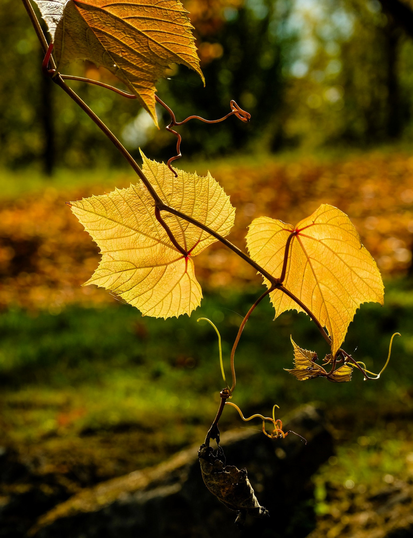 Wilder Wein im Gegenlicht