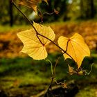 Wilder Wein im Gegenlicht