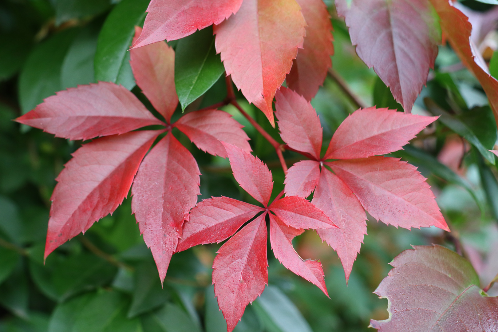 Wilder Wein im Herbst