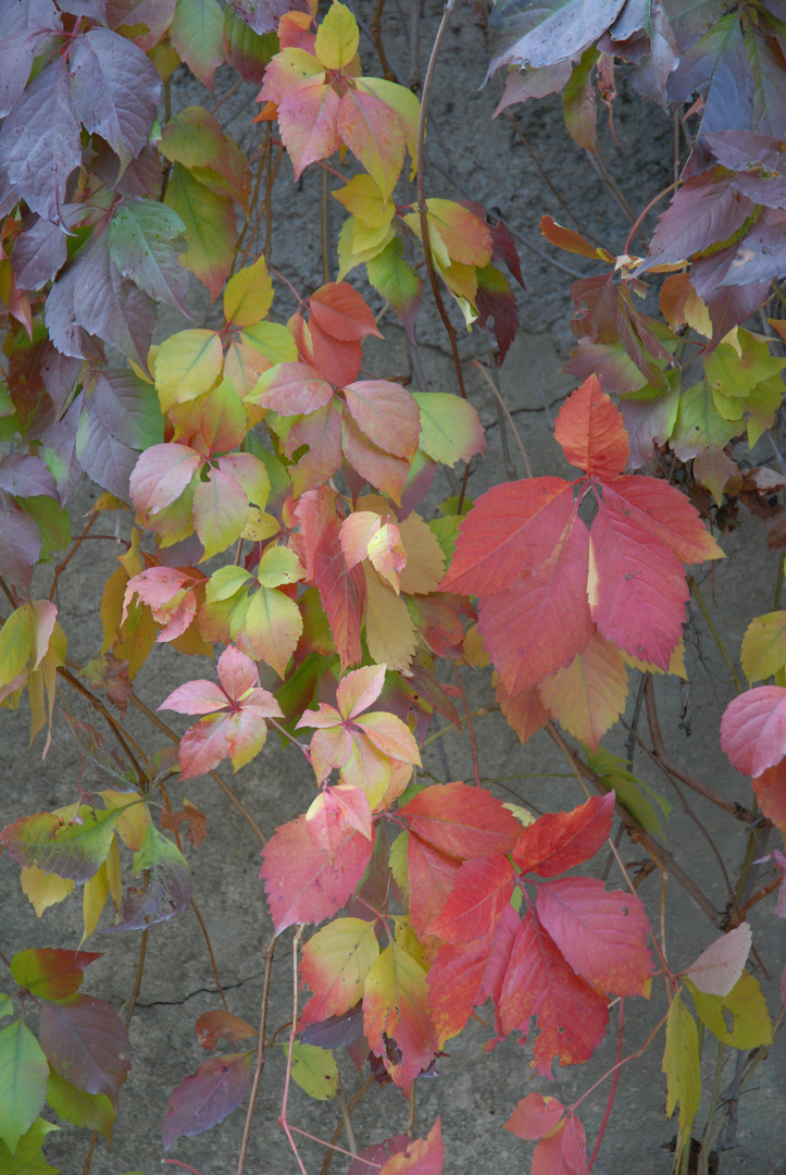 Wilder Wein im Herbst