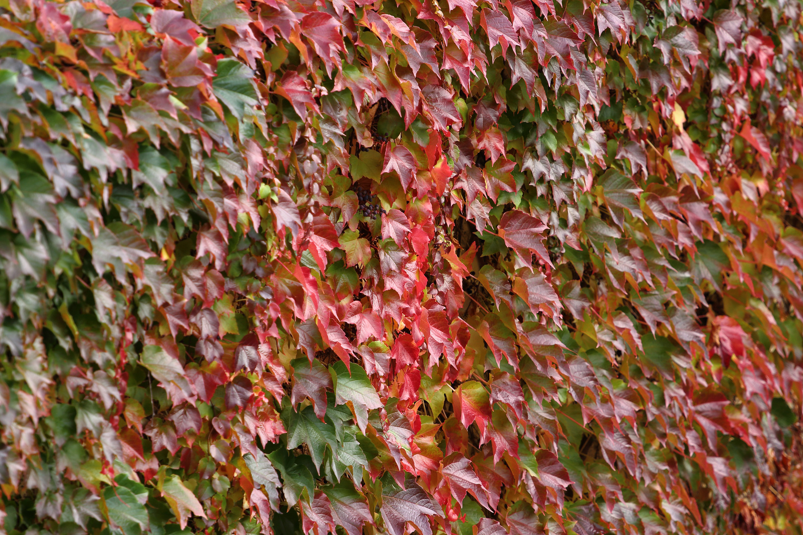 Wilder Wein im Herbst