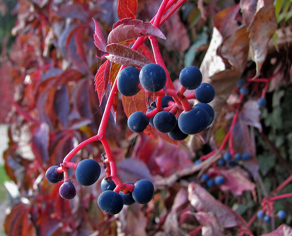 Wilder Wein im Herbst