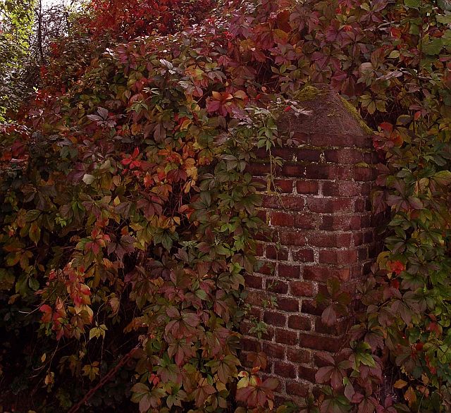 Wilder Wein im Herbst