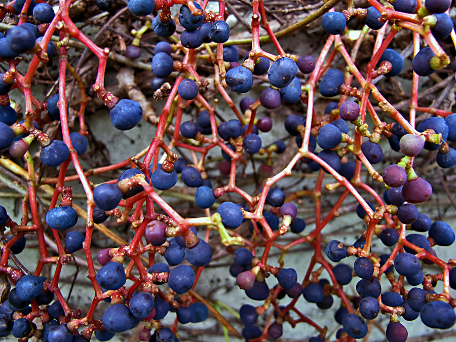 Wilder Wein im Herbst! Foto & Bild pflanzen, pilze & flechten
