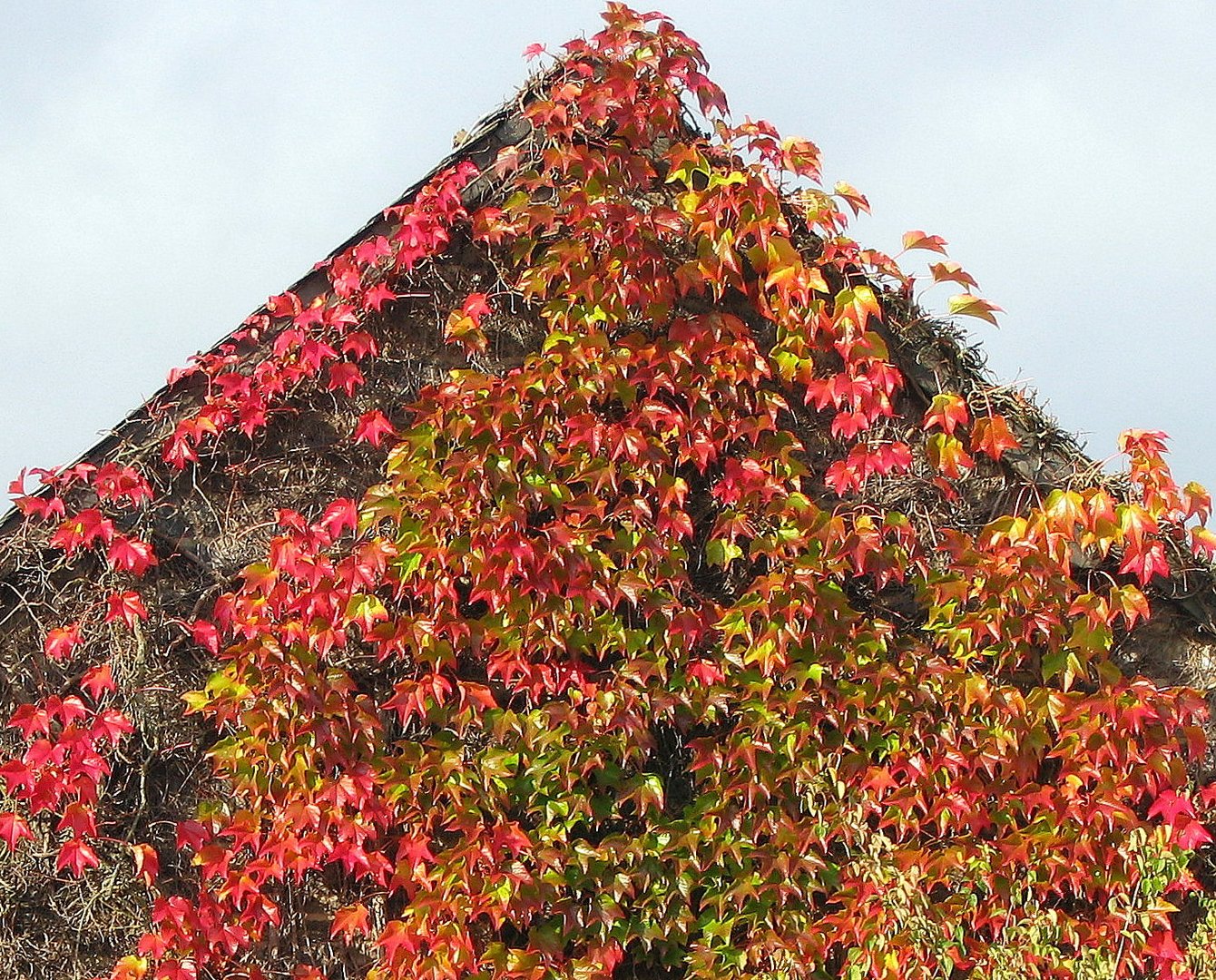 Wilder Wein im Herbst ...