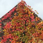 Wilder Wein im Herbst ...