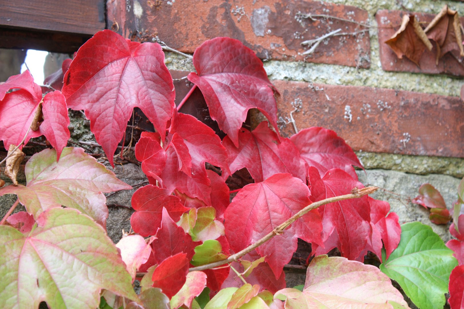 wilder Wein im Herbst