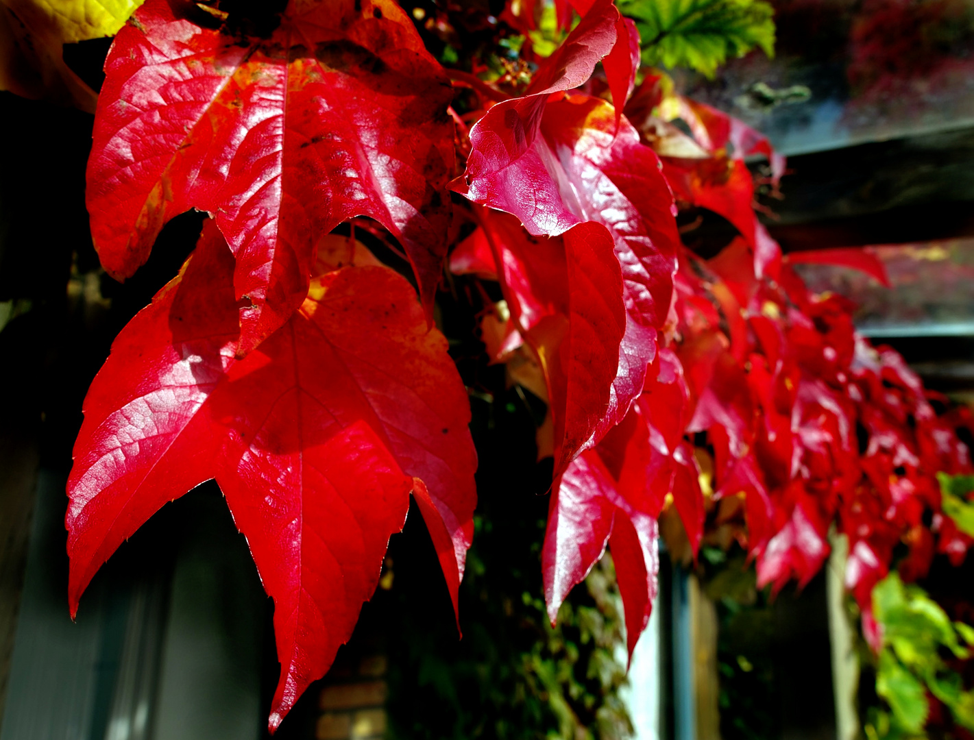 wilder wein im " herbstkleid " ... -