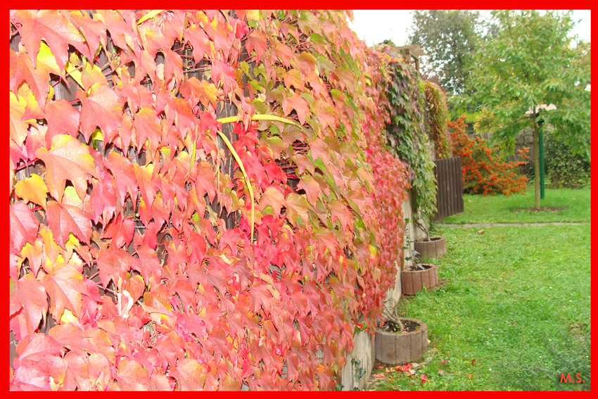 Wilder Wein im Herbstlaub