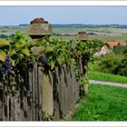 Wilder Wein im Kässhof Garten