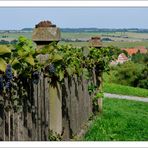 Wilder Wein im Kässhof Garten