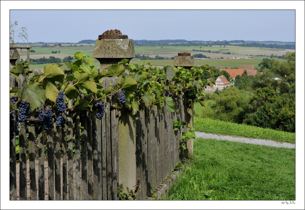 wein im garten, wilder wein im kässhof garten foto & bild | landschaft, Äcker, Design ideen