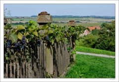 Wilder Wein im Kässhof Garten