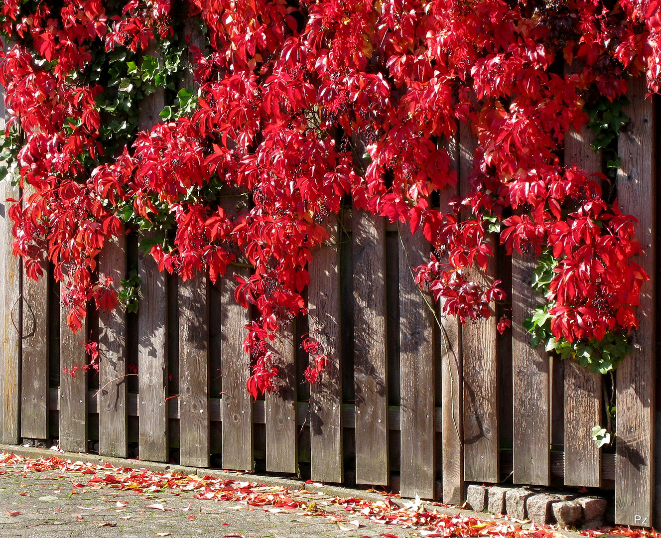 Wilder Wein im Oktober ...