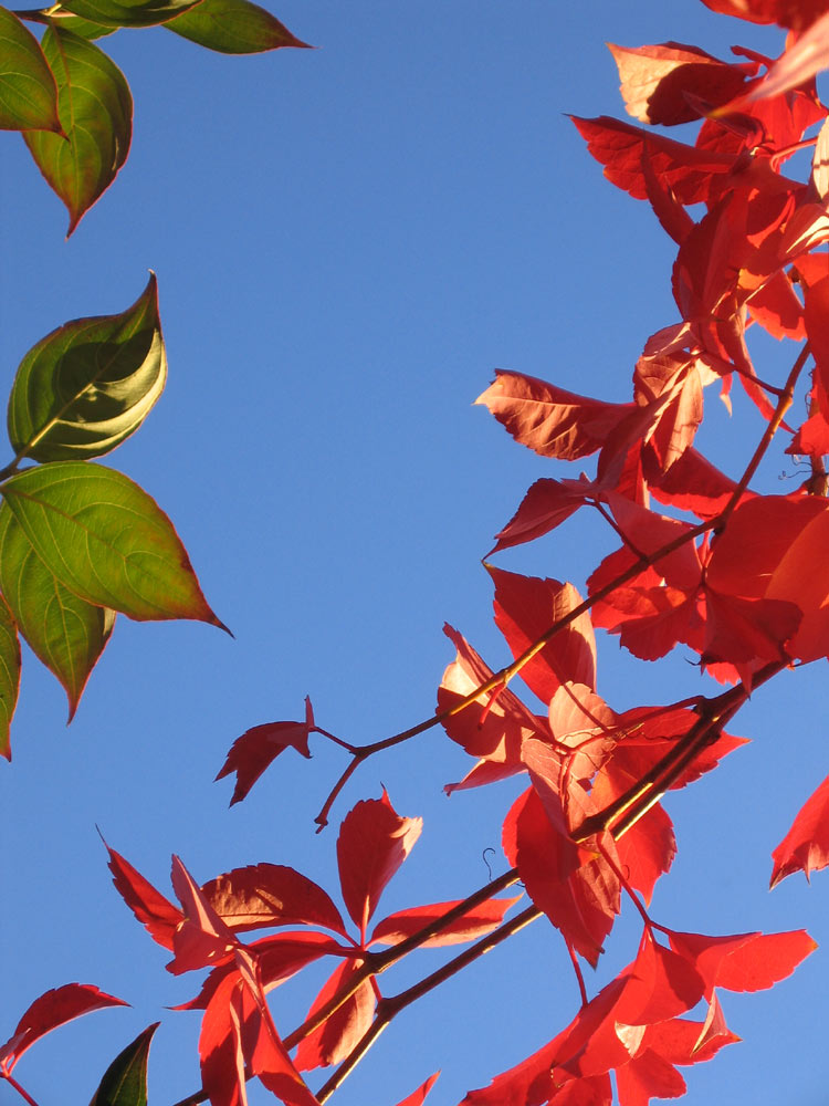 Wilder Wein im Sonnenschein