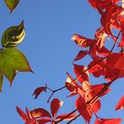 Wilder Wein im Sonnenschein