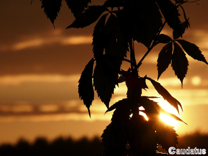 Wilder Wein im Sonnenuntergang (Original)