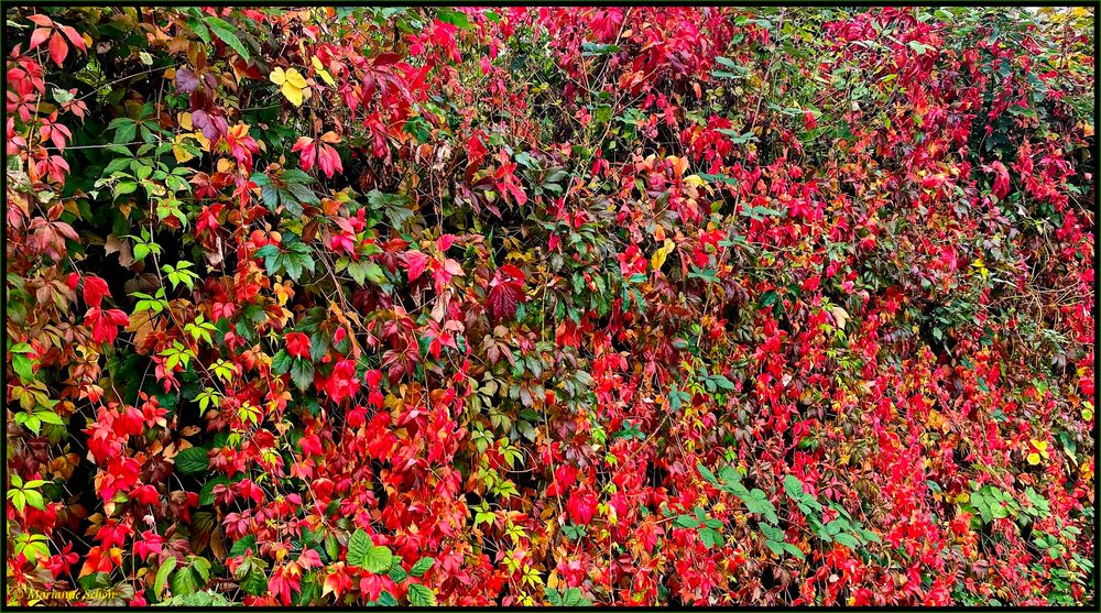 Wilder Wein in den Herbstfarben...