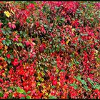 Wilder Wein in den Herbstfarben...