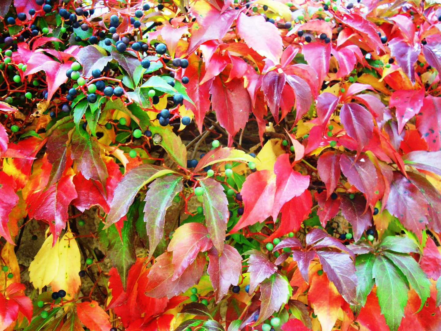 Wilder Wein in den Herbstfarben