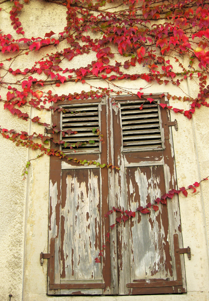 Wilder Wein in der Pfalz