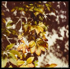 Wilder Wein in herbstlichen Farben."Licht und Schatten"