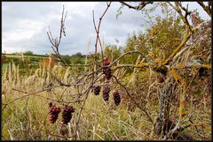 Wilder Wein - oder...