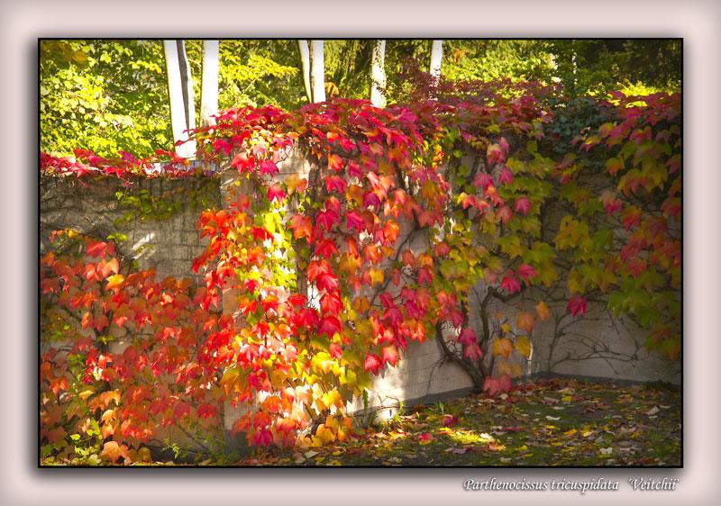 Wilder Wein Parthenocissus tricuspidata ´Veitchii´ Foto & Bild