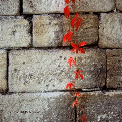 Wilder Wein vor alter Mauer