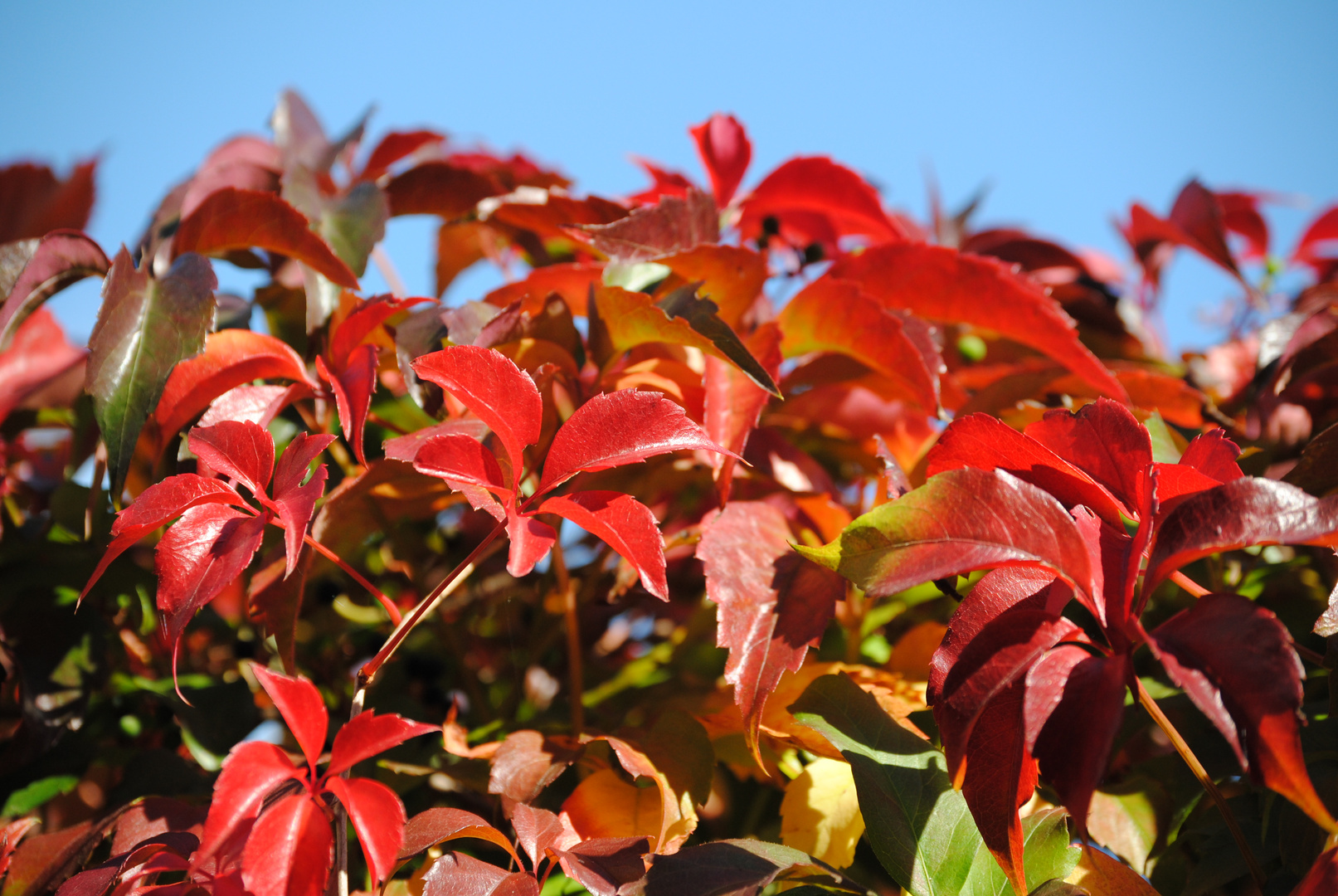 Wilder Wein vor blauem Himmel