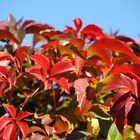 Wilder Wein vor blauem Himmel