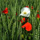 Wilder weißer Mohn