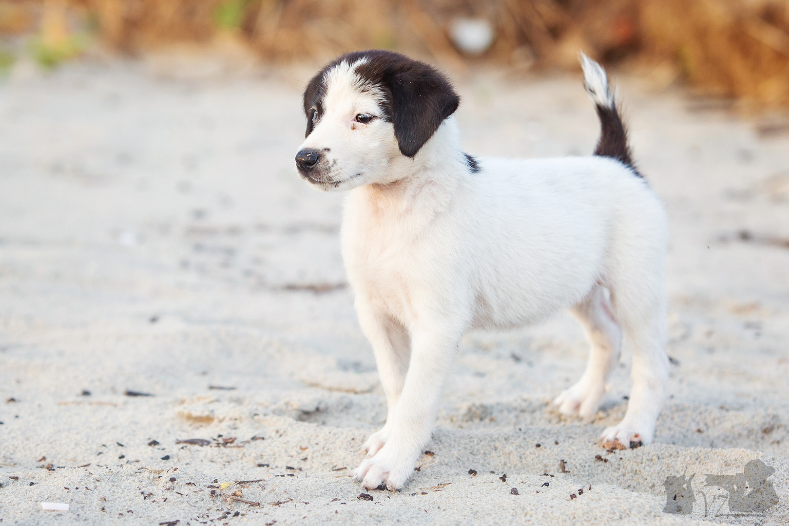 Wilder Welpe am Strand von Brasilien