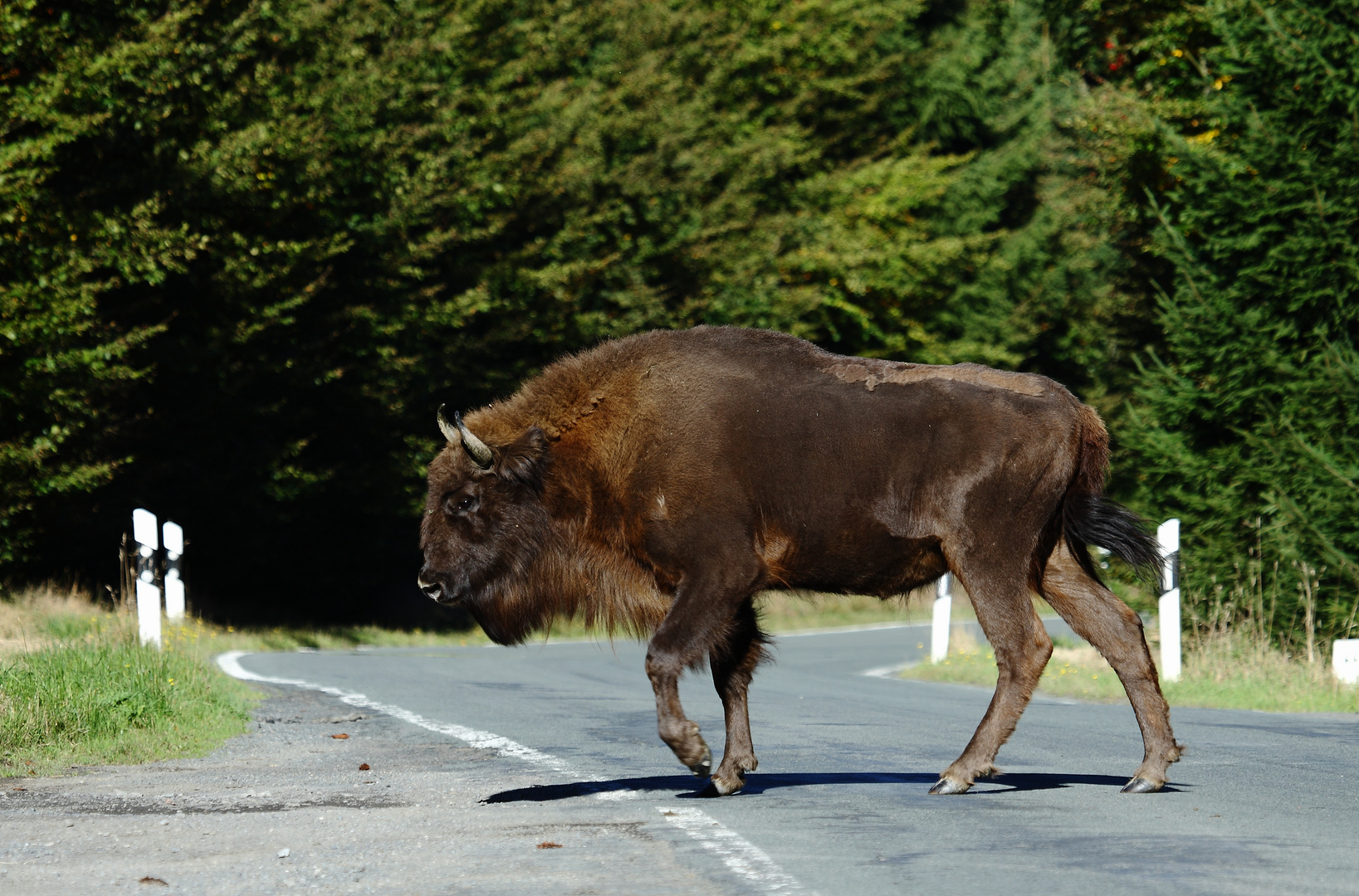 wilder Wisent