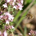 "Wilder" Wollschweber im Flug