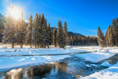 Wilder Yellowstone