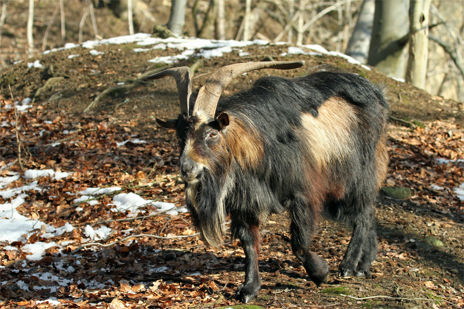 Wilder Ziegenbock - genannt Flachhorn