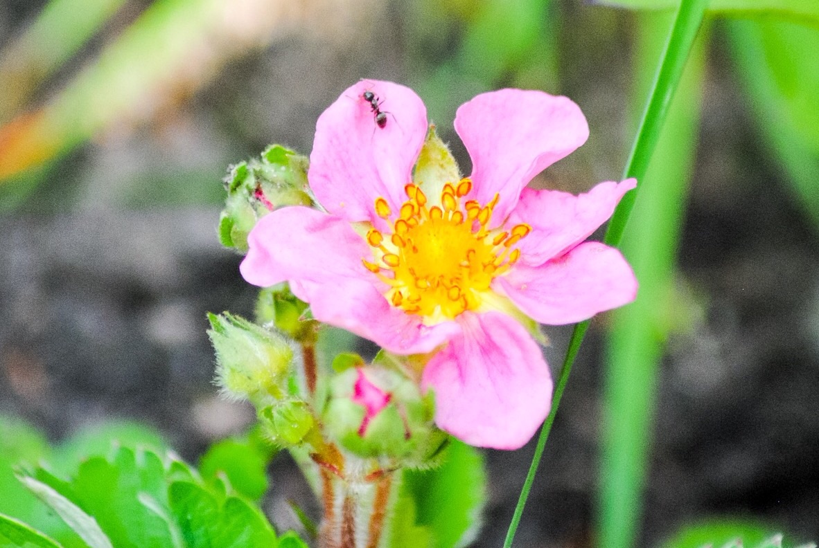 Wilderdbeerblüte mit Ameise