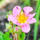 Wilderdbeerblüte mit Ameise