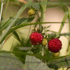 Wilderdbeeren