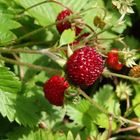 Wilderdbeeren