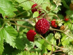 Wilderdbeeren