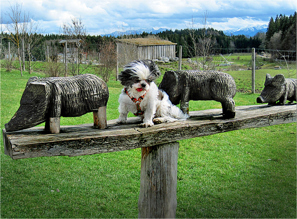 Wilderei im Wildpark