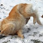 wildernde Hunde werden erschossen